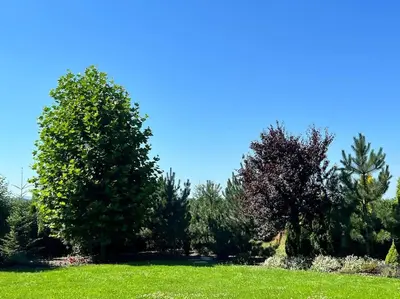 a group of trees in a field with green grass at Stodoła Chillout Apartments in Marszowice