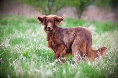a brown dog running in a field of grass at Green corner in Kraków
