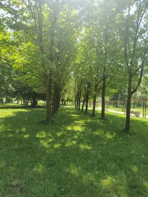 a park with trees in the grass at Apartament Daria in Jaworzno