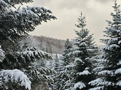 a group of pine trees covered in snow at willa Partykówka in Poręba Wielka