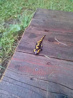a caterpillar sitting on top of a wooden table at Dom Gościnny E-Lufka in Zawoja