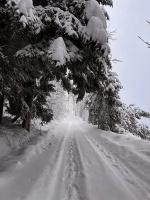 a road covered in snow with a tree on it at Folwark Bielanka in Bielanka