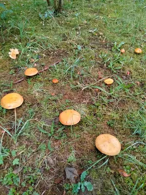 a group of brown mushrooms on the grass at Dwór w Boleniu in Bolen