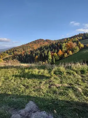 a grassy field with trees in the background at Dom na końcu świata in Ochotnica Górna