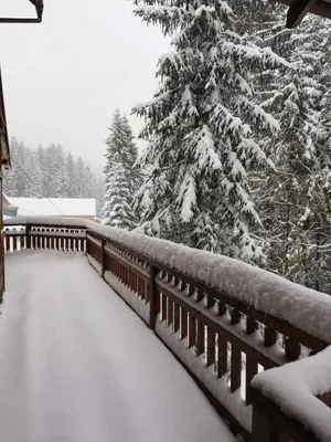 a snow covered pine tree on a bridge at Dom na końcu świata in Ochotnica Górna