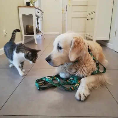 a dog laying on the floor next to a cat at Botaniczny Pokój in Kraków