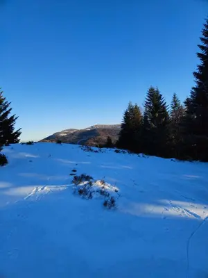 a snow covered field with trees in the background at BliżejGorców in Lubomierz