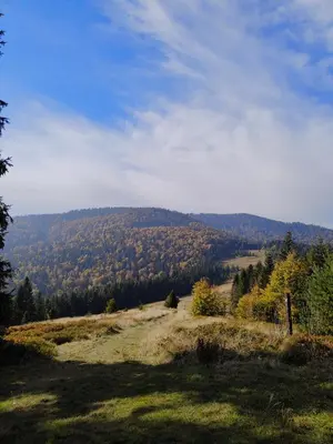 a view of a hill with trees in the distance at BliżejGorców in Lubomierz