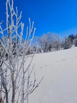 a snow covered field with trees in the background at BliżejGorców in Lubomierz