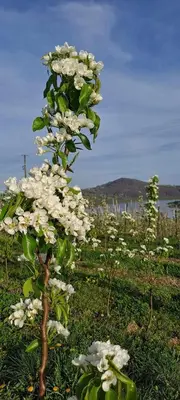a tree with white flowers growing in a field at Owocowe Wzgórze in Tęgoborze