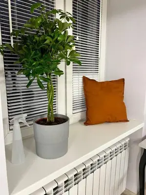 a plant sitting on a window sill next to a pillow at V&O Apartament in the centre of Krakow in Kraków