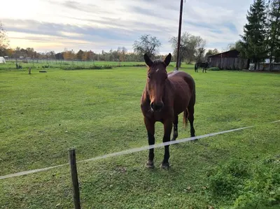 a brown horse standing in a field next to a fence at Domek Bocianie Gniazdo in Stradomka