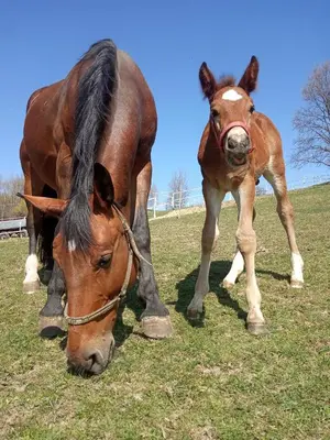 a horse and a baby horse grazing in a field at Gospodarstwo Agroturystyczne Stajnia Grudki Energylandia Zator in Zator