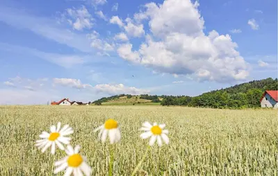 three white flowers in a field of grass at Pet Friendly Apartment In Spytkowice in Spytkowice