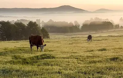 two cows grazing in a field of grass at Pet Friendly Apartment In Spytkowice in Spytkowice