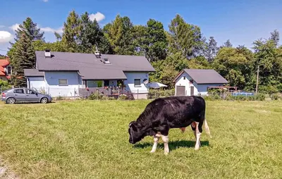 a cow grazing in a field in front of a house at Pet Friendly Apartment In Spytkowice in Spytkowice