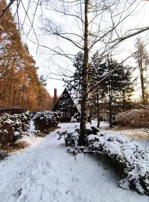a snow covered yard with a tree and a house at PrzyTuLasek - domek pod lasem w sercu natury, blisko Energylandii in Zator