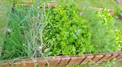 a wooden box filled with green plants in a garden at Mogielicki Zakątek in Jurków