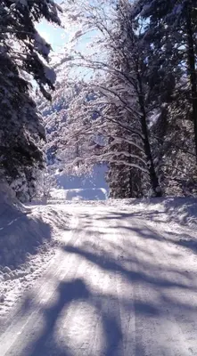 a snow covered road with trees on the side at Mogielicki Zakątek in Jurków