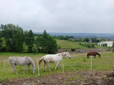 three horses grazing in a field behind a fence at Glamping Pogorzany - Jurty in Zabierzów