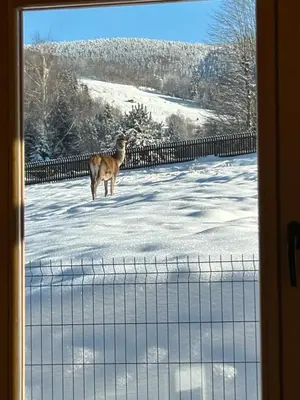 a dog standing in the snow looking out a window at Babiogórskie klimaty in Zawoja