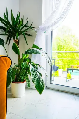 a room with a window with plants and a chair at Dom na Białych Brzóz pod Krakowem in Zabierzów