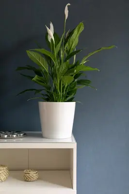 a plant in a white pot sitting on a shelf at Malila Premium Apartments Cracow City Center Pawia 34 in Kraków