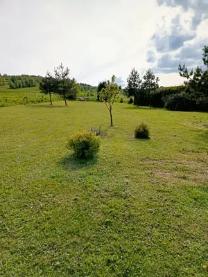 a field with trees and bushes in a field at W Rajbrocie u Ewusi in Rajbrot