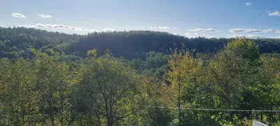 a view of a forest of trees in the distance at Noclegi u Ewusi in Januszowice