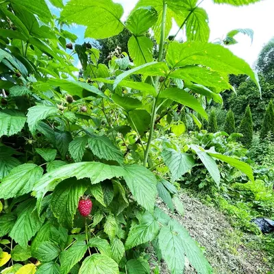 a raspberry bush with a bunch of green leaves at Źródlana13 Apartamenty Maków Podhalański in Maków Podhalański