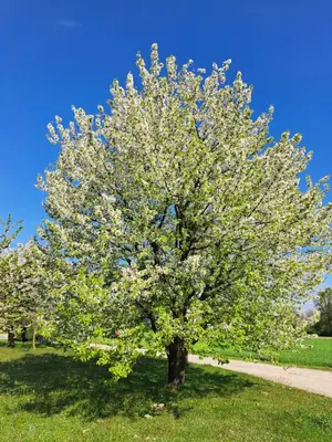 a tree with white flowers on it in a field at Pokoje Izabela - Noclegi Graboszyce - Zator in Graboszyce