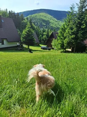 a dog running in the grass in a field at Spokojny Domek w Skawicy in Skawica