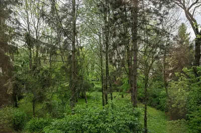 a wooded area with trees and green plants at APARTAMENT PARKOWY UL. RACLAWICKA in Kraków