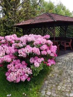 a bunch of pink flowers in front of a gazebo at Apartament u Moni in Sucha Beskidzka