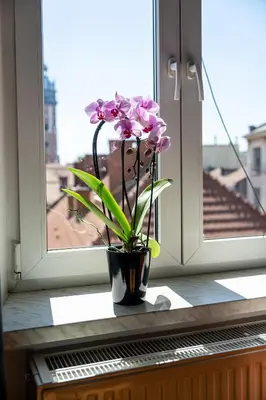 a vase with pink flowers sitting on a window sill at Vista View Apartment in Kraków