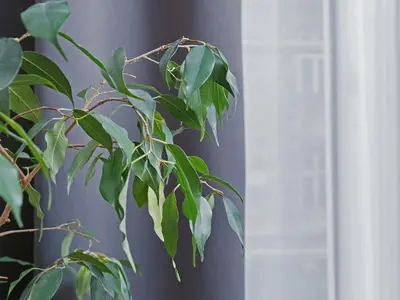 a plant with green leaves next to a window at Kazimierz- Warszauera 3 Street in Kraków