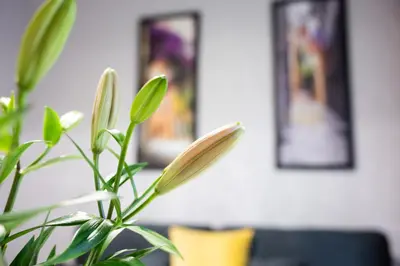 a plant in a room with two pictures on the wall at Native Apartments Słowackiego 14/6 Superior in Kraków