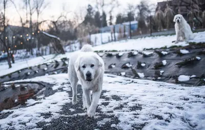 a white dog walking down a snow covered path at Domki pod Krakowem - Stare Sady in Kopytówka