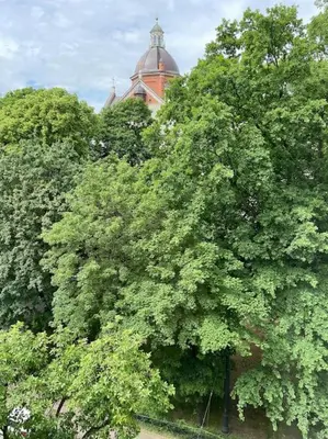 a large green tree in front of a building at Househost Apt: Gertrudy 10/43 in Kraków
