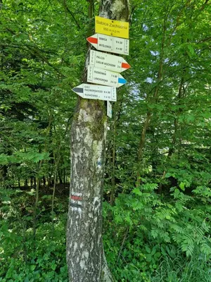 a tree with signs on the side of it at Domek na Grządce in Bieńkówka