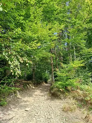 a dirt trail in a wooded area with trees at Stylove Apartamenty in Kocierz Rychwałdzki