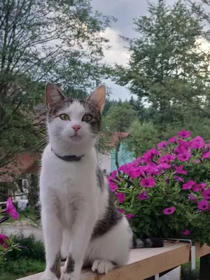 a cat sitting on a table in front of flowers at Stylove Apartamenty in Kocierz Rychwałdzki