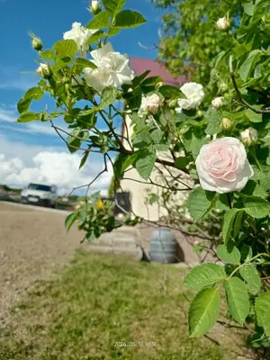 a pink rose on a bush next to a road at Gawlasoowka in Inwałd
