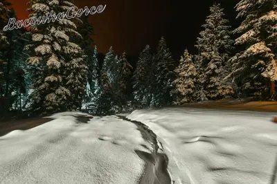 a snow covered forest with trees and snow covered ground at Prawdziwy domek w górach in Nowy Targ