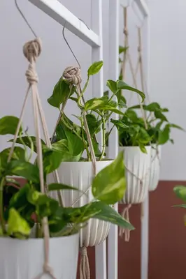 a group of plants in hanging pots on a door at Apartment with balcony - Rejtana 10 in Kraków
