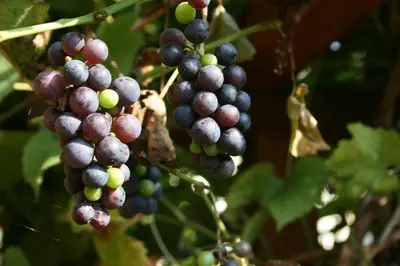 a bunch of grapes hanging from a tree at Pensjonat B&B Nad Rudawą in Kraków