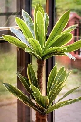 a green plant in front of a window at Apartament PARYSKI 4 pokoje 90m2 2 poziomy Ogród Oranżeria in Kraków