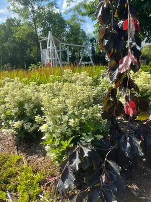 a field of plants with a bridge in the background at Dziupla in Wygiełzów