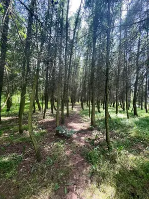 a path through a wooded area with trees at Apartament Podedworze in Bochnia