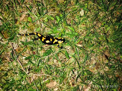 a black and yellow butterfly sitting in the grass at Cottage Zawoja z Jacuzzi in Zawoja